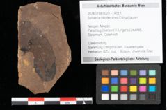 Foto (Objekt + Etikett) von Fungi indet. (NHMW-GEO-2024-0188-0029)